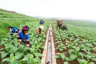 高水平高標準高質量持續推進祿豐現代煙草農業建設