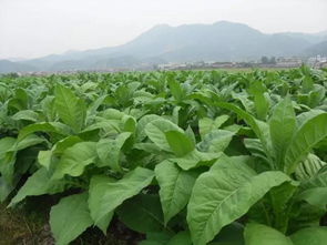 煙草病害的識(shí)別與防治