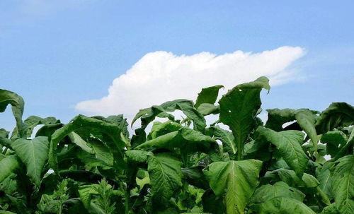 世界頂級(jí)煙草產(chǎn)區(qū)地圖