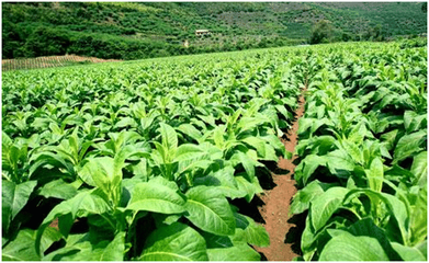 當(dāng)吸煙者呼吁關(guān)閉煙廠 一場被忽視的后果論辯