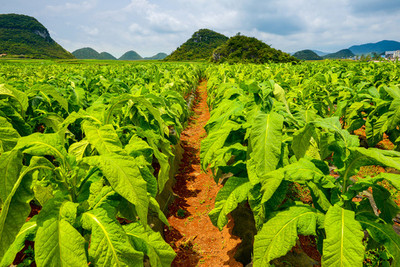 煙田與煙草 歷史、文化與爭(zhēng)議的交織