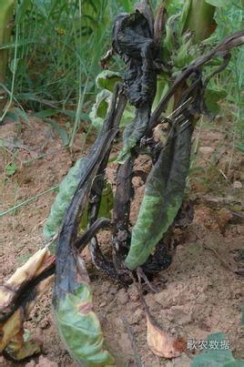 煙草低頭黑病 成因、癥狀與防治策略